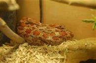 corn snake